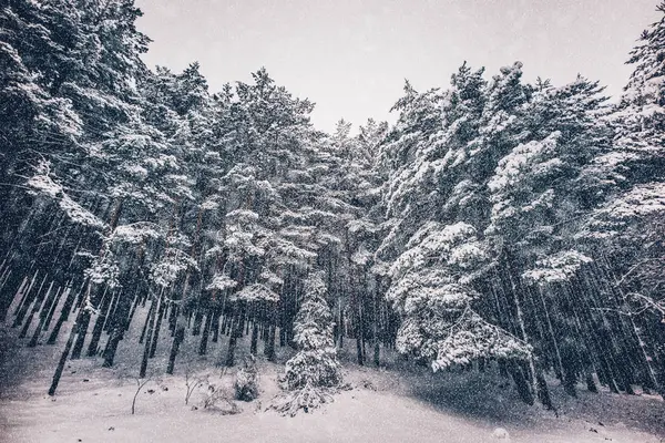 Scenic Snowy Winter Forest Landscape — Stock Photo, Image