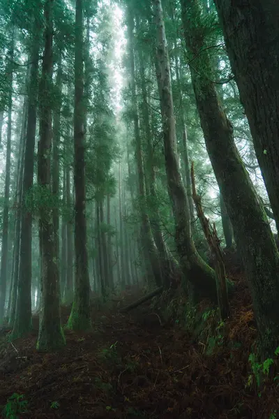 View Green Forest Tall Trees Foggy Day — Stock Photo, Image