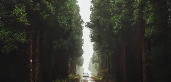 Panorama Con Coche Solitario Carretera Entre Enormes Árboles Verdes Exuberantes — Foto de Stock