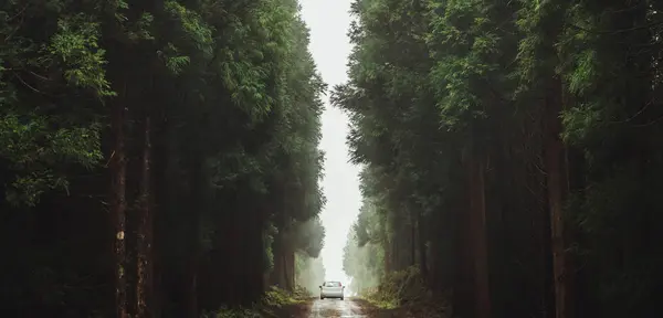 Panorama Con Coche Solitario Carretera Entre Enormes Árboles Verdes Exuberantes —  Fotos de Stock