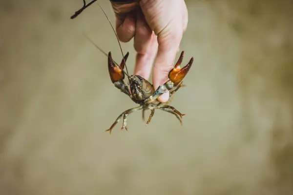 Crop Hand Holding Crayfish Mid Air — Stock Photo, Image