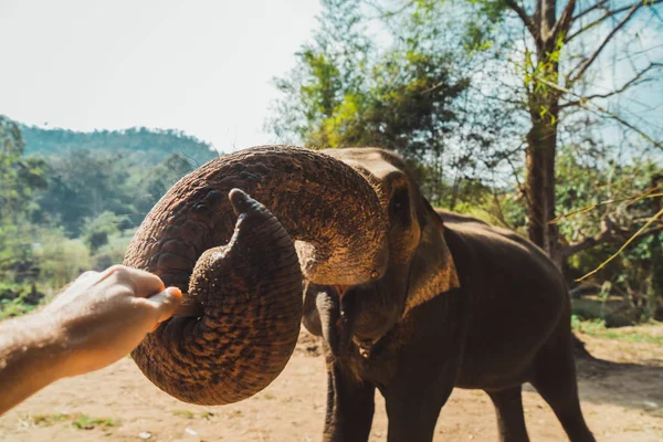 Słoń Outstretching Pnia Dotknąć Ręką Fotografa — Zdjęcie stockowe