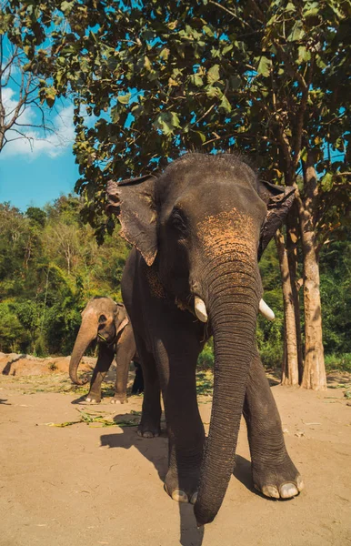 Schattig Olifanten Wandelen Door Boom Jungle Dierentuin — Stockfoto