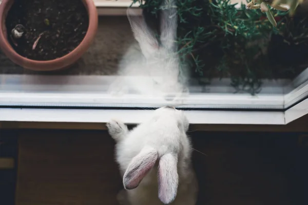 Hemen Üstüne Görünümü Penceresine Bakarak Beyaz Küçük Tavşan — Stok fotoğraf