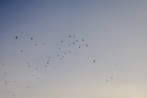 夏天晴空万里 在灰蓝色平静晴朗的天空背景下 鸟群的黑色轮廓 — 图库照片