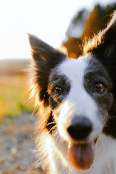 Border collie sitting on meadow — Stock Photo, Image