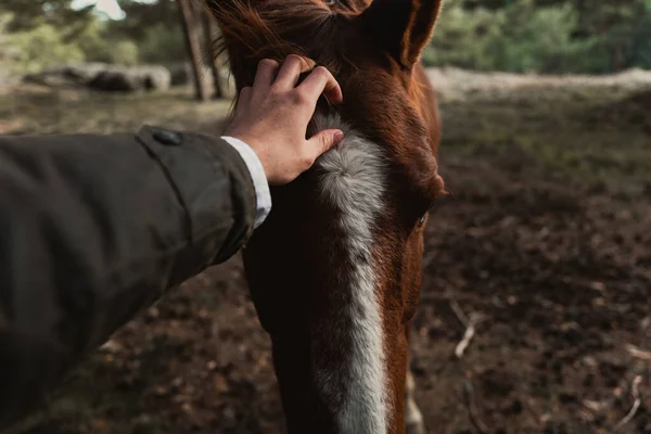 Osoba Mazlení Kaštanový Kůň Lese — Stock fotografie