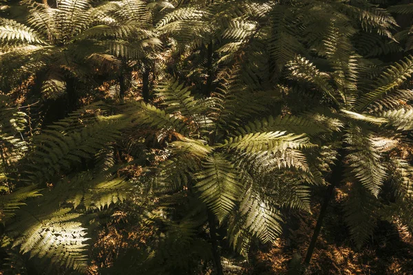 Grandes Hojas Verdes Helechos Tropicales Con Vegetación Salvaje Selva Península —  Fotos de Stock