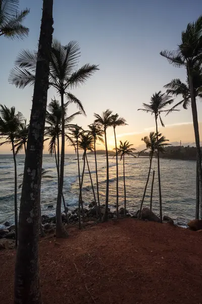 Exotic Ocean Sandy Hill Palms — Stock Photo, Image