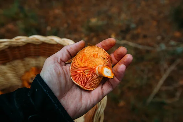 Homem Segurando Mão Açafrão Copo Leite Cogumelo Floresta Pinheiros — Fotografia de Stock