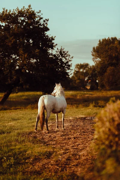 Beautiful White Horse Field Countryside — Stock Photo, Image