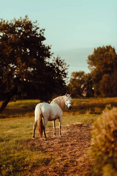 Όμορφο Λευκό Άλογο Στον Τομέα Στην Ύπαιθρο — Φωτογραφία Αρχείου
