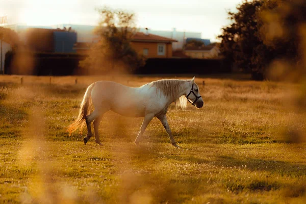 Beautiful White Horse Field Countryside — Stock Photo, Image