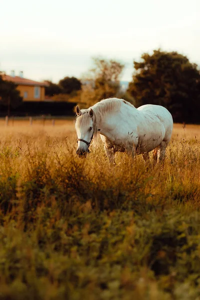 Красивая Белая Лошадь Поле Сельской Местности — стоковое фото