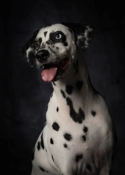 Posłuszny Cętkowany Dalmatyński Pies Otwartymi Ustami Wystającym Językiem Patrzący Ciekawością — Zdjęcie stockowe