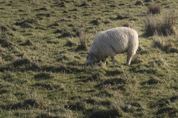 White Sheep Grazing Hill Green Spring Grass Northern Ireland — Stock Photo, Image