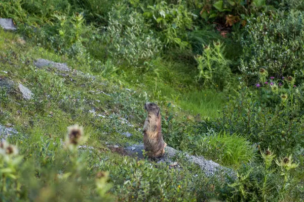 Bedårande Alpint Murmeldjur Kikar Från Hålan Grön Äng Schweiz Berg — Stockfoto