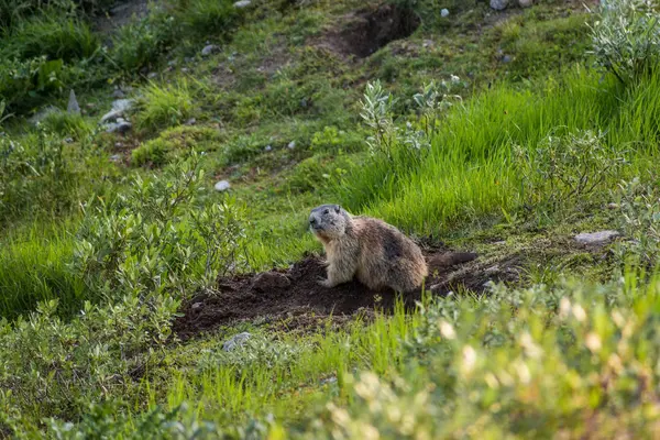 Adorable Marmotte Alpine Peering Terrier Dans Prairie Verte Suisse Montagnes — Photo