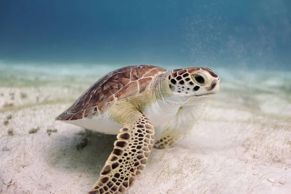 海龟在海里游泳的水下景观 — 图库照片