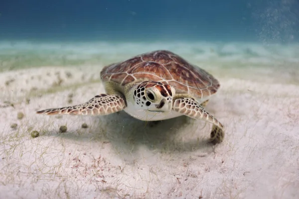 海龟在海里游泳的水下景观 — 图库照片