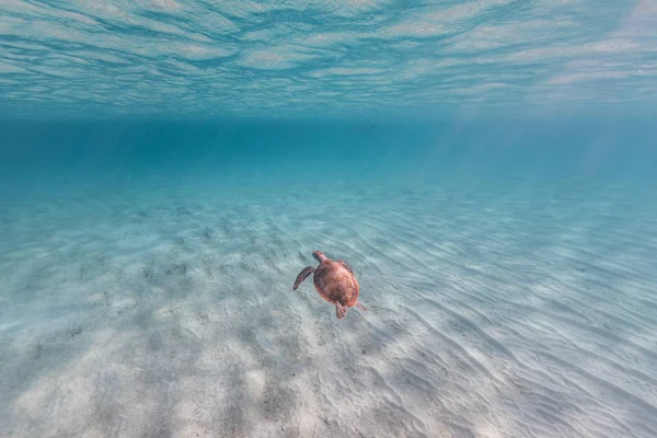 Vue Sous Marine Tortue Nageant Mer — Photo