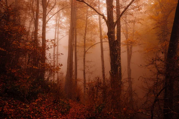 Ліс Осінніми Кольорами Серед Туману — стокове фото