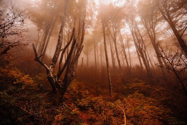 Леса Осенними Красками Среди Тумана — стоковое фото