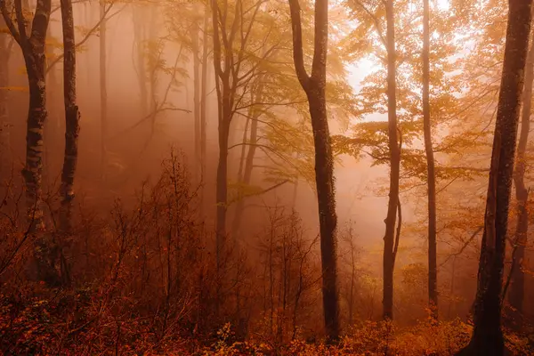 Sis Arasında Sonbahar Renkleri Olan Orman — Stok fotoğraf
