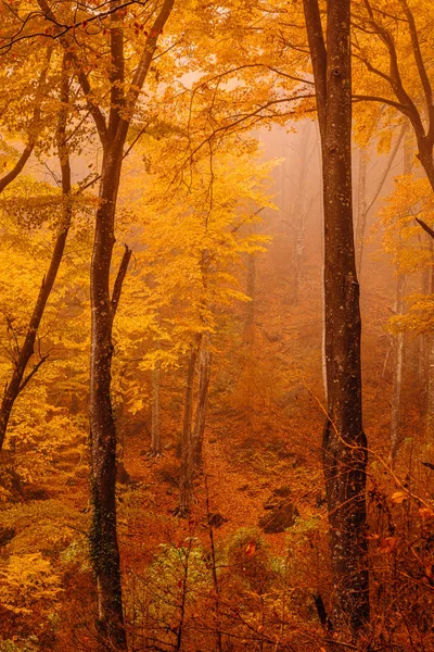 Wald Mit Herbstfarben Nebel — Stockfoto