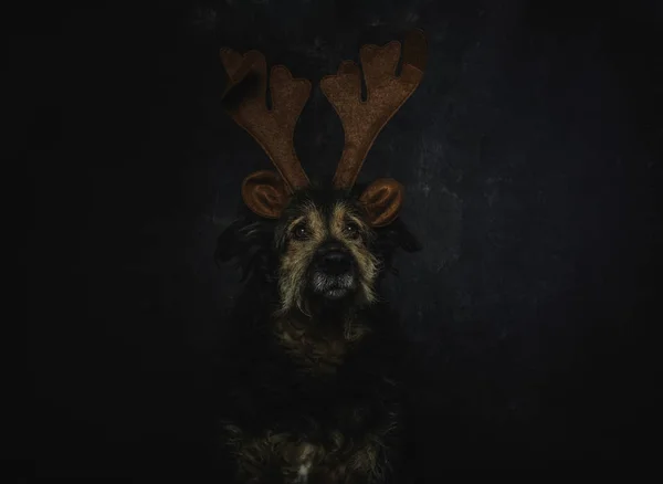 Kleine hond in grappig kerstkostuum — Stockfoto