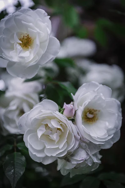 Close-up soft white roses — Stock Photo, Image
