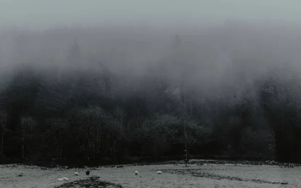 Paysage Dramatique Pâturages Lisière Forêt Grise Sombre Dans Brouillard Diurne — Photo