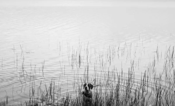 Активний Собака Ходить Воді Пляжі Дивлячись Далеко — стокове фото