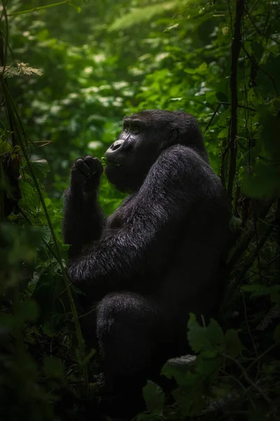 Svart Gorilla Bland Naturen — Stockfoto