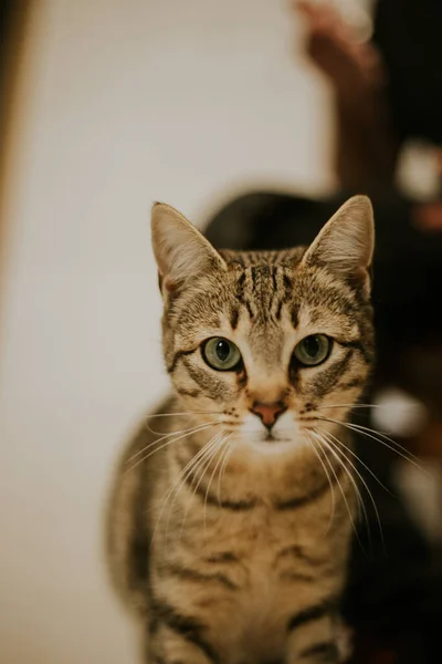 Striped Fluffy Cat Green Eyes Basking Sun — Stock Photo, Image