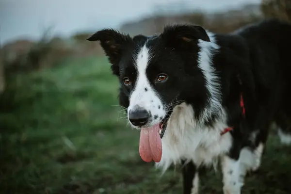 Fröhlicher Rassefreund Border Collie Hund Mit Ausgestreckter Zunge Blickt Die — Stockfoto