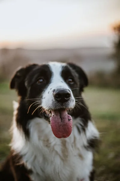 Wesoły Rodowód Border Collie Pies Językiem Zewnątrz Patrząc Aparat Podczas — Zdjęcie stockowe