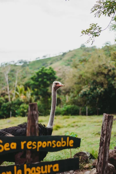 Avestruz Grande Selvagem Pacífica Zoológico — Fotografia de Stock