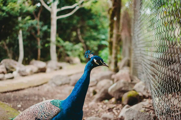 Beautiful Colorful Peacock Green Alley — Stock Photo, Image