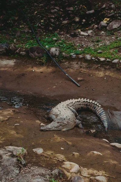 Krokodil Weitläufigen Gehege Des Reservats — Stockfoto