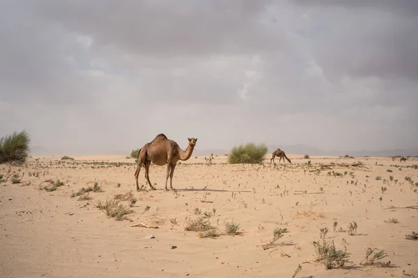 Grupa Wielbłądów Pasących Się Pustynnym Terenie Pobliżu Gór Arabii Saudyjskiej — Zdjęcie stockowe