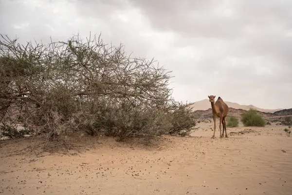 Grupa Wielbłądów Pasących Się Pustynnym Terenie Pobliżu Gór Arabii Saudyjskiej — Zdjęcie stockowe