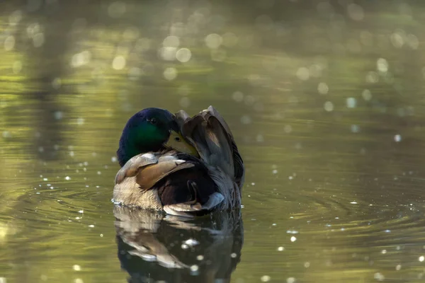 Erstaunliche Ente Schwimmt Sommer Auf See — Stockfoto