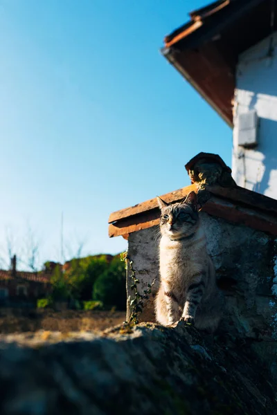 阳光明媚的大街上 一只可爱的家猫 领子坐在屋外粗糙的石头边 — 图库照片