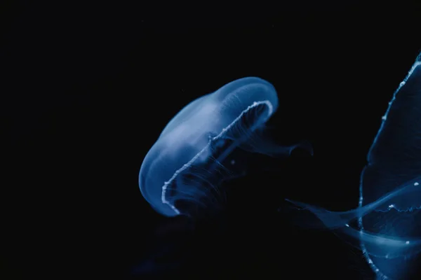Tranquillo Trasparente Meduse Blu Sotto Acqua Turchese Mare Sfondo Sfocato — Foto Stock