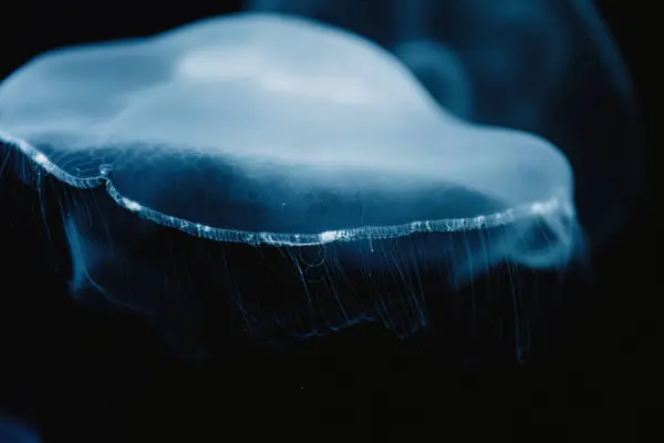 Medusas Azules Transparentes Tranquilas Bajo Agua Turquesa Del Mar Sobre — Foto de Stock