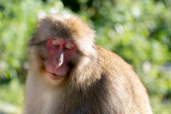 Funny Japanese Macaque Eyes Closed Sitting Blurred Green Plants Sunny — Stock Photo, Image