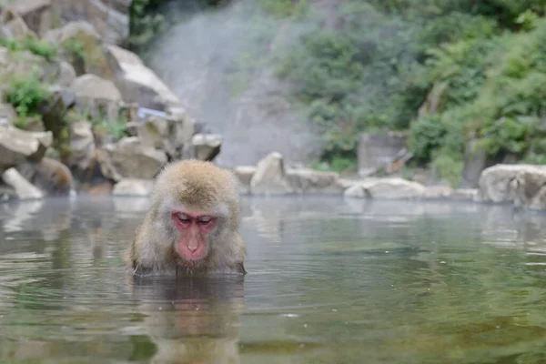 Macaco Bonito Tomando Banho Lagoa — Fotografia de Stock