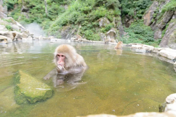 Macaco Bonito Tomando Banho Lagoa — Fotografia de Stock