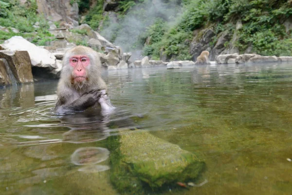 Macaco Bonito Tomando Banho Lagoa — Fotografia de Stock